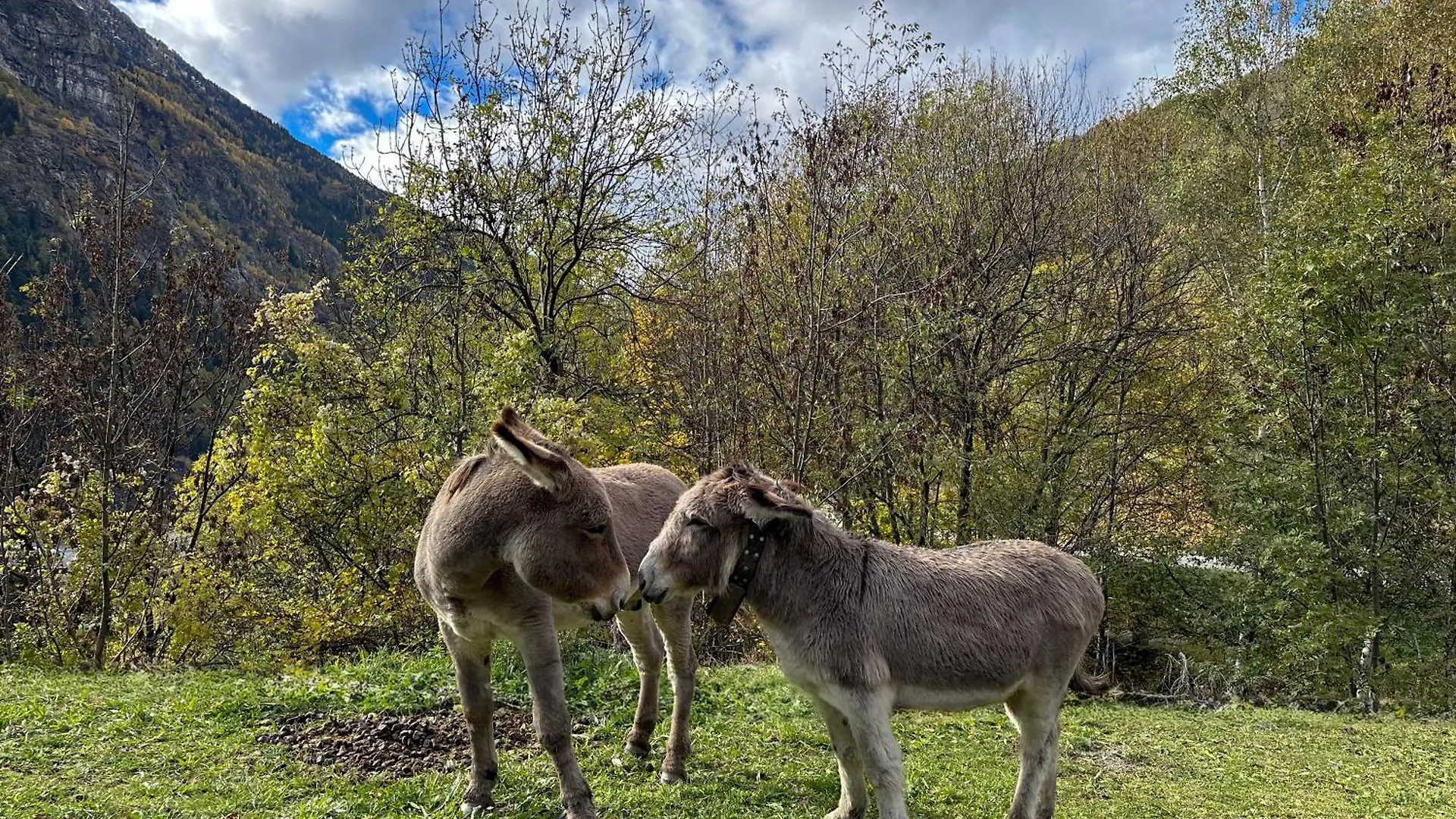 Cozyserenity, Orelle & Les 3 Vallees צרפת